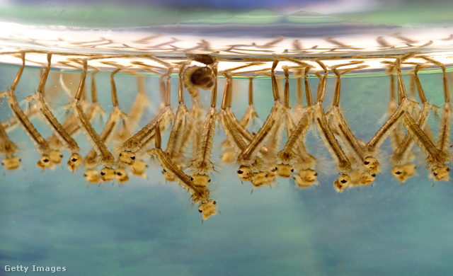 A Culex szúnyogfaj lárvái a vízben