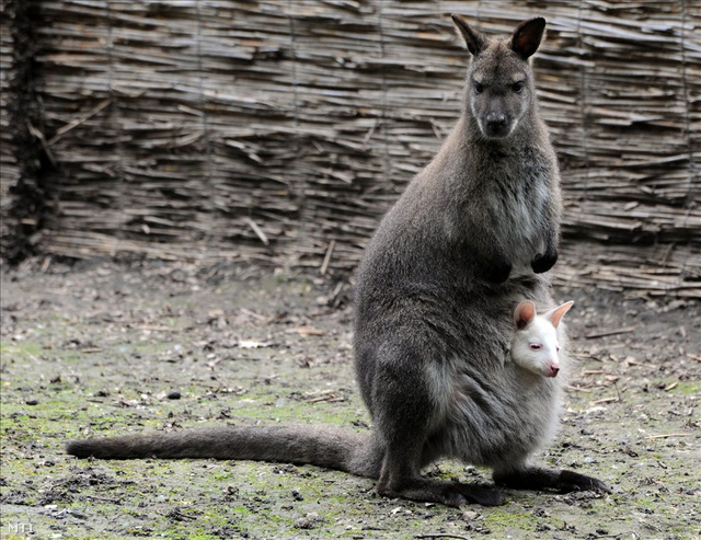 a kengurunak hímvesszője van