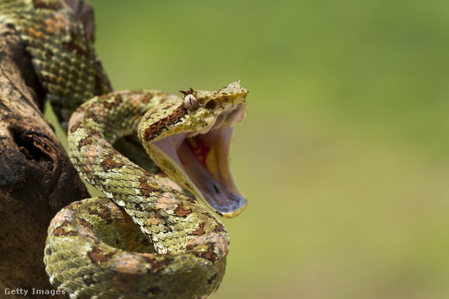 A Közép- és Dél-Amerikában honos Schlegel-lándzsakígyó támadás előtt