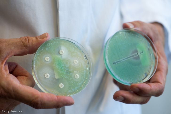 Antibiotikumos tesztnek alávetett pseudomonas aeruginosa baktérium.