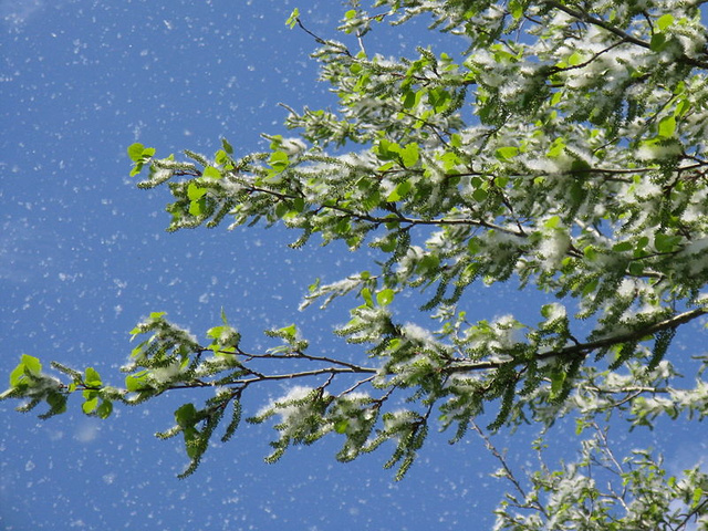 800px-Populus seed dispersal in spring