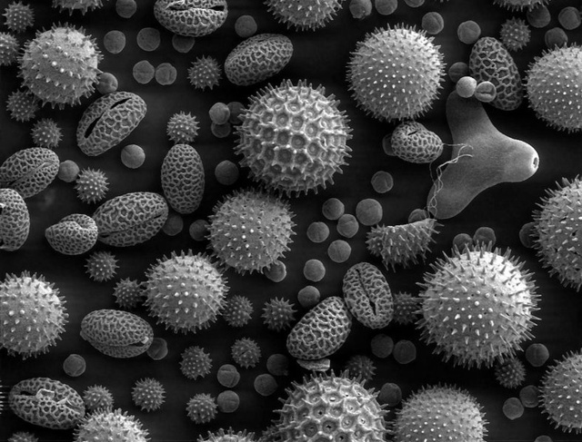 Különböző pollenek elektronmikroszkóp alatt