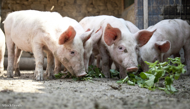 stockfresh 938296 ukrainian-farm-pigs sizeM