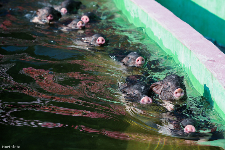 A kismalacoknak van külön medencéje, ahol együtt úszkálhatnak a nagy melegben…