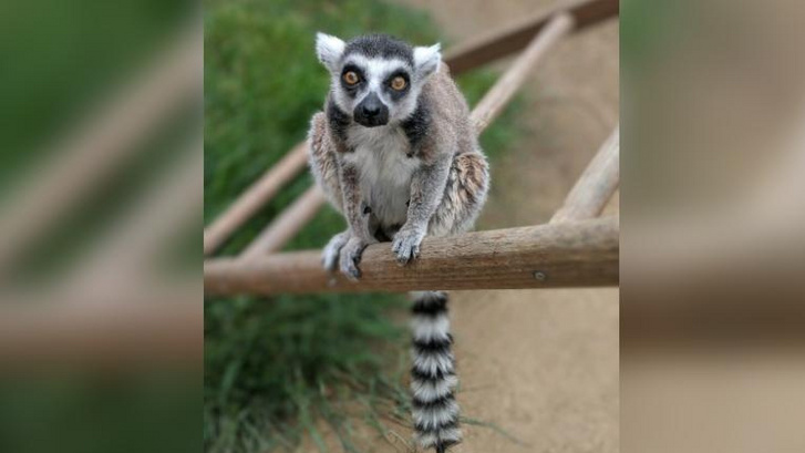 Isaac, az egy napra ellopott lemur
