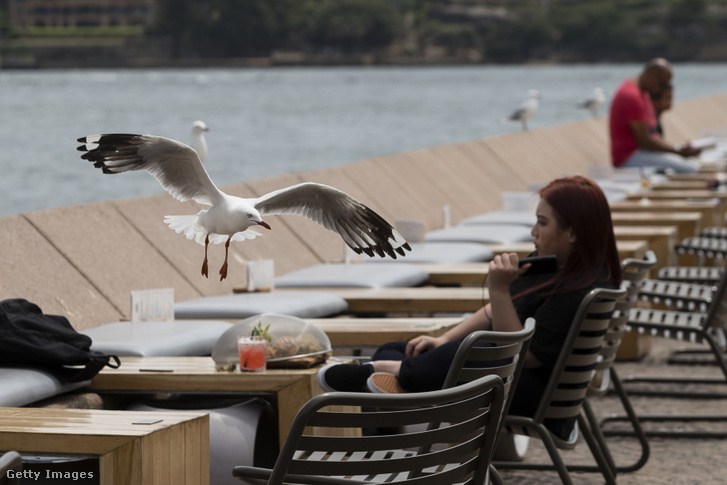 Sirály próbálkozik élelemszerzéssel a Sydney-i Operaház közelében lévő egyik étterem teraszánál