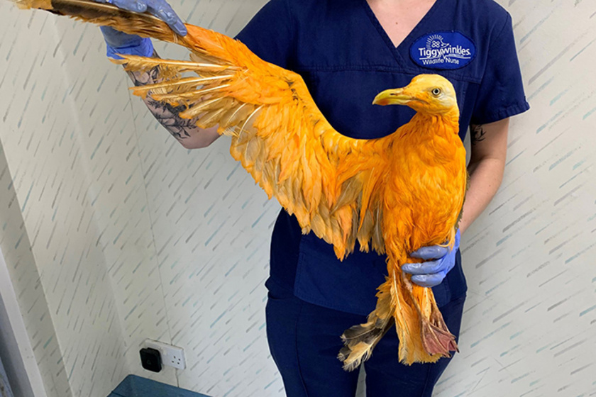 Különleges, narancssárga tollazatú madarat találtak Angliában. Csakhamar azonban kiderült, hogy nem egy eltévedt trópusi fajról van szó.