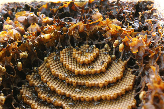 A méhkasnak nemcsak a formája különleges, nagyon erős is; saját tömegének huszonötszörösét is elbírja.