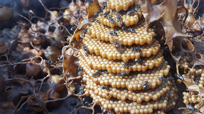 A Tetragonula carbonariák a többi méhfajhoz hasonlóan hierarchikus rendszer szerint élnek, csak éppen előbbieknél az határozza meg a sorrendet, ki mennyi pollent fogyaszt.