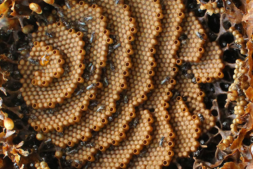 A Tetragonula carbonaria nagyon okosan úgy épít lépet, hogy a lehető legtöbb méz a lehető legkisebb helyen elférjen, és a lehető legkevesebb viaszt kelljen felhasználni.