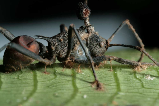 Az elpusztult hangya torának felső részén jól látszanak a gombásodás nyomai