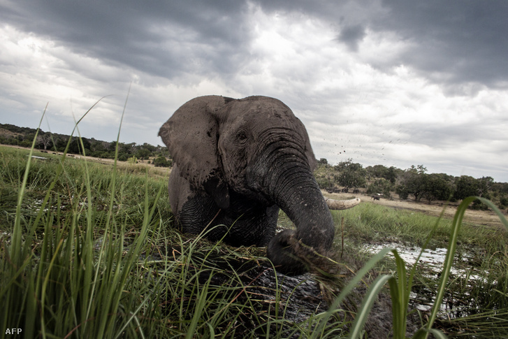 Botswanában folytatódik az elefántok mészárlása
