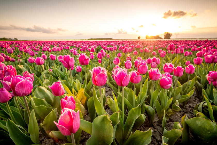 A tulipán tökéletes szeretőt, hírnevet, természetességet, játékosságot, vidámságot jelképez.