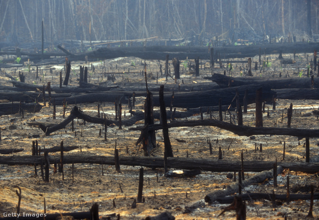 Az erdőirtások nyomán nem marad élet