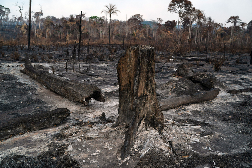 Elszenesedett fatörzsek az Amazonas-medencében, a brazíliai Pará szövetségi államban lévő Novo Progresso közelében.