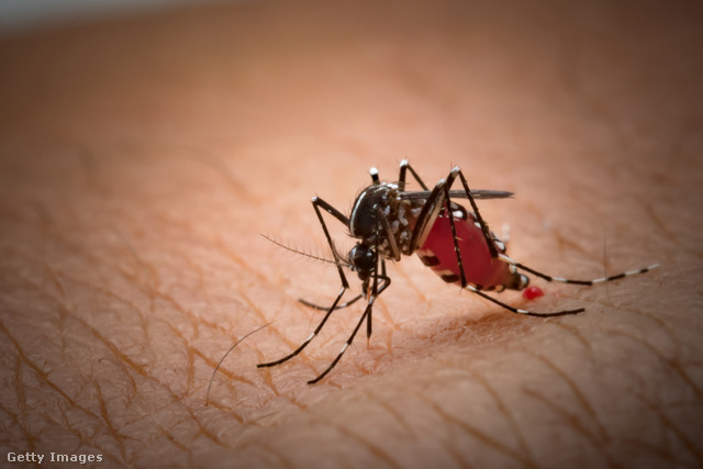 Vége lehet a szúnyogtámadásoknak?