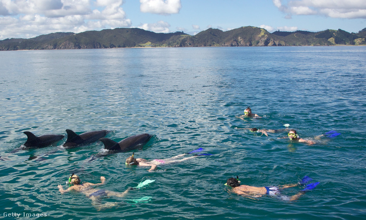 Turisták a vízben palackorrú delfinekkel a Bay of Islandsnél