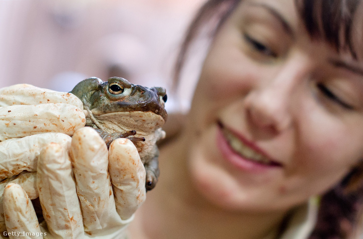 Coloradói folyami varangy a hamburgi Hagenbeck Állatkert akváriumában