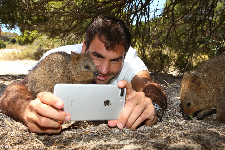 Roger Federer készít szelfit egy kurtafarkú kenguruval az Ausztrál Rottnest-szigeten