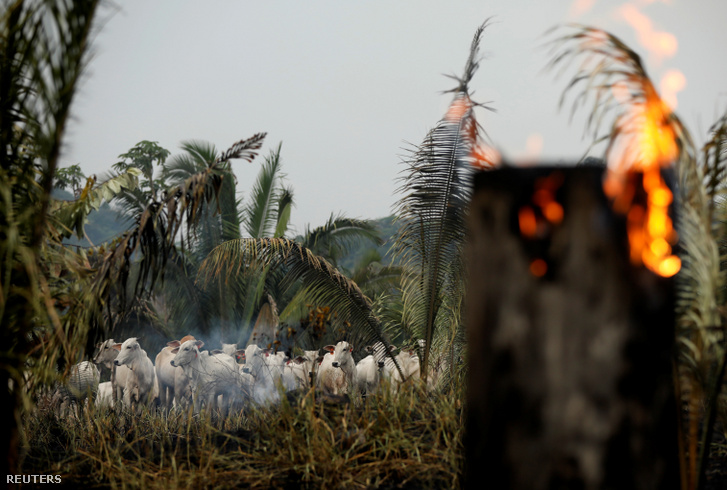 Legelő marhák a leégett amazonasi erdőben Apuiban 2019. szeptember 3-án