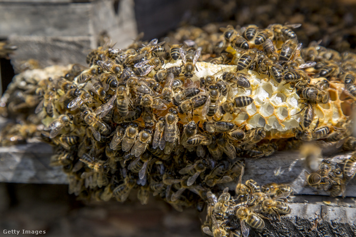 Európai mézelő méhek