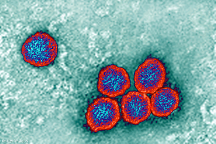 On this picture we can see the strain of the virus that is responsible, for example, for zika, dengue, West Nile virus and yellow fever.