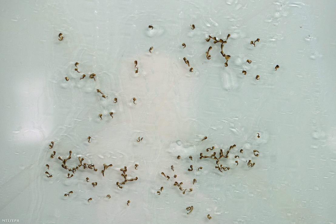 The larvae of the zika-spreading Aedes aegypti in the Insect Pest Control Laboratory of the International Atomic Energy Agency (IAEA) in the Austrian Seiberdorf, 10 February 2016. The World Health Organisation (WHO) declared a global health crisis on 1 February because of the alarming growth of the number of zika-infection cases in the american continent.