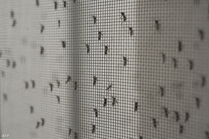 Szúnyugok az Oxitec laborjában 2014-ben