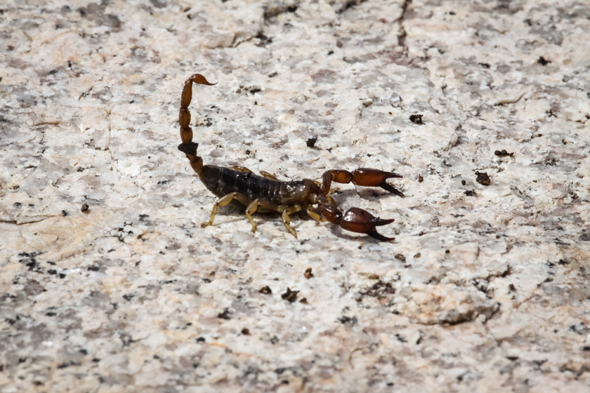 Így néz ki az ausztrál fekete skorpió.