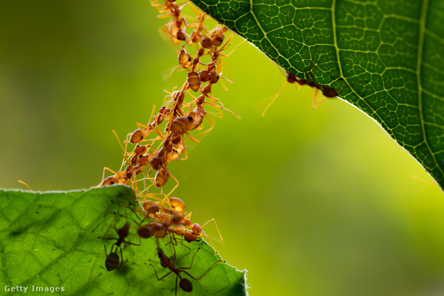 A hangyák feromonok, hangok és tapintás útján kommunikálnak