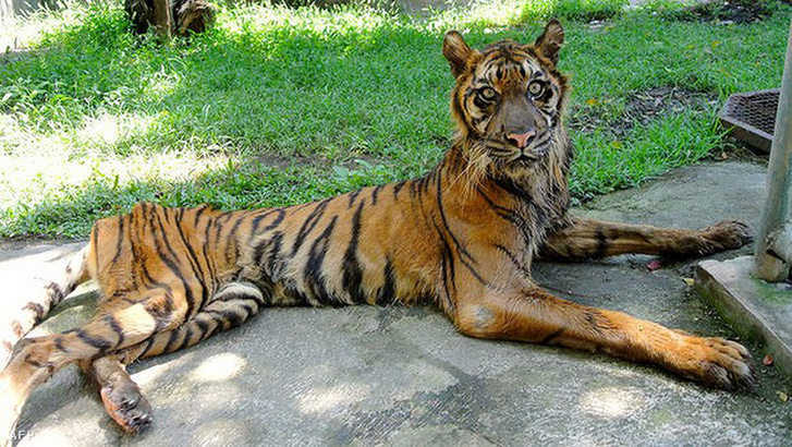 A képen látható tigris a Surabaya állatkertből történő 2014-es kimentése ellenére, az ott elszenvedett rossz körülmények következtében, egy éven belül elpusztult