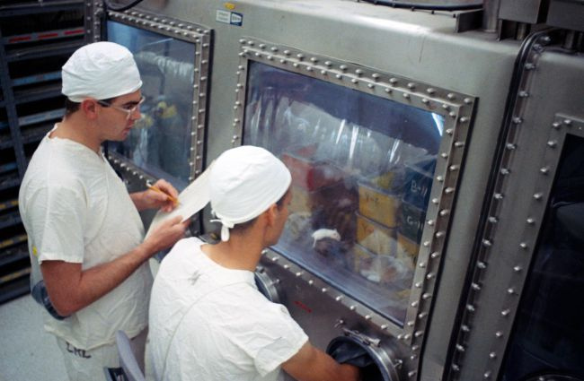 A laboratóriumi technikusok azokat az egereket vizsgálják, amelyekbe az Apollo 11 útján összegyűjtött hold anyagot injektálták. 1969