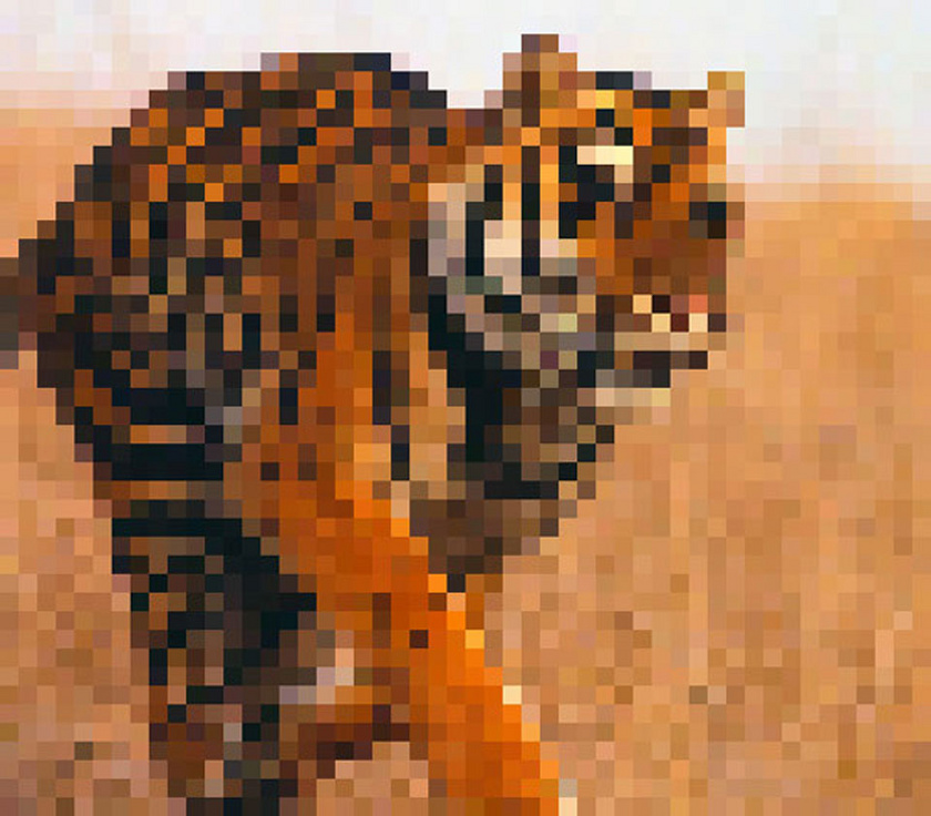 A bengáli tigrisekből nagyjából 2500 példány maradt fenn.
