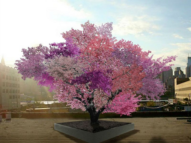 Tree of 40 fruit: A New York-i csodafa