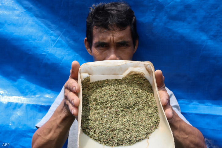 Indonéziai kratom levél szárított mintát tart a kezében egy termesztő