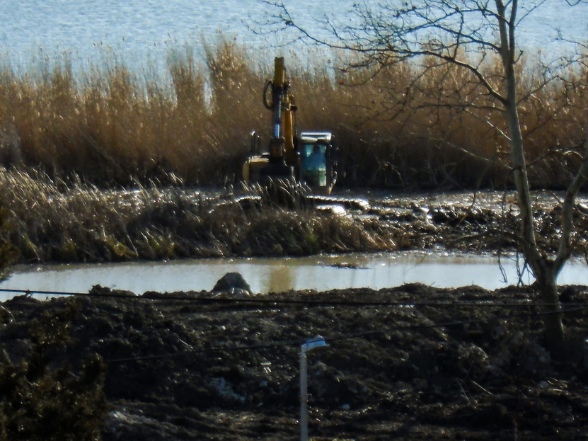 Jó biznisznek tűnik illegálisan nádat irtani a Balatonon