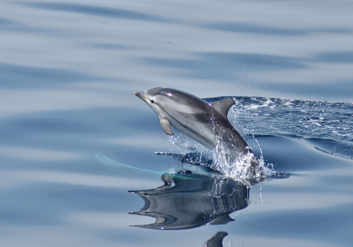 Csíkos delfin a Tarantói-öbölben; a delfinnéző túra az egyik legjobb program, amit Taranto kínál