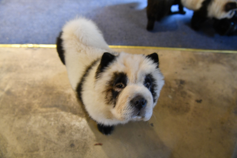 Íme egy csau csau, akit némi festék segítségével pandává változtattak.