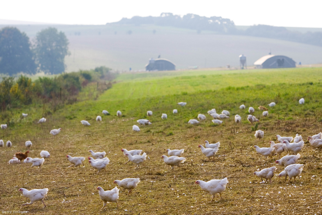 Szabadtartású csirkefarm Angliában
