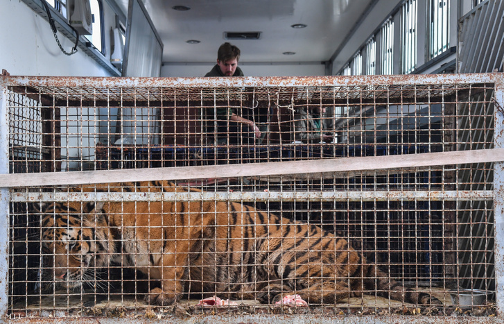 tigris3
