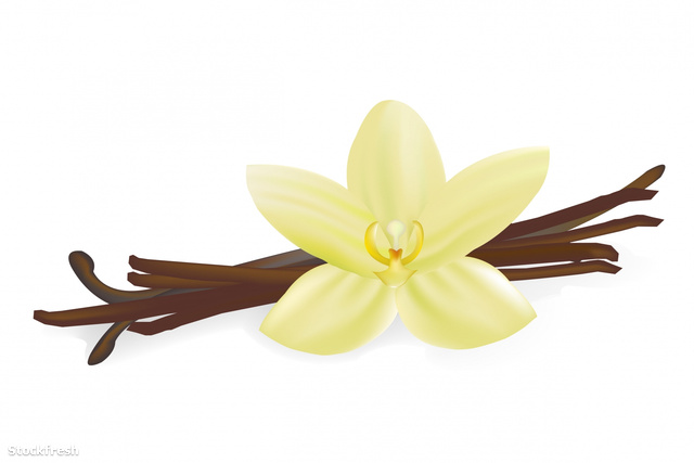 stockfresh 1492790 vanilla-pods-and-flower sizeM