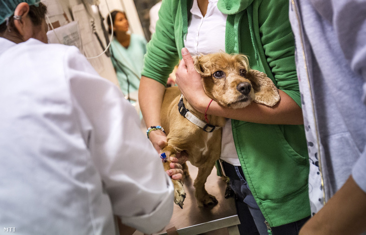 Egy kutyát műtétre készítenek elő az Állatorvostudományi Egyetem Sebészeti és Szemészeti Tanszék és Klinikán 2016. július 8-án.