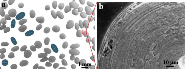 A b képen egy ooid elektronmikroszkópos képén jól látszanak az évgyűrűszerű rétegek