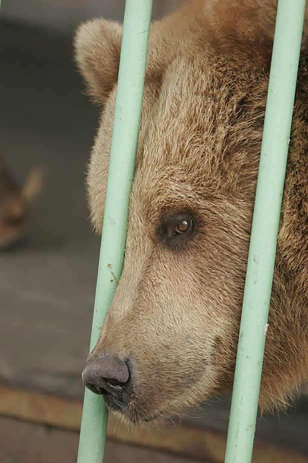 0 PAY-Life-sentence-bear-Ekaterina 3 East2west-news