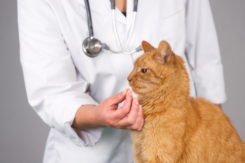 Állatorvos válaszol - Mint kihozni férgeket macskának
