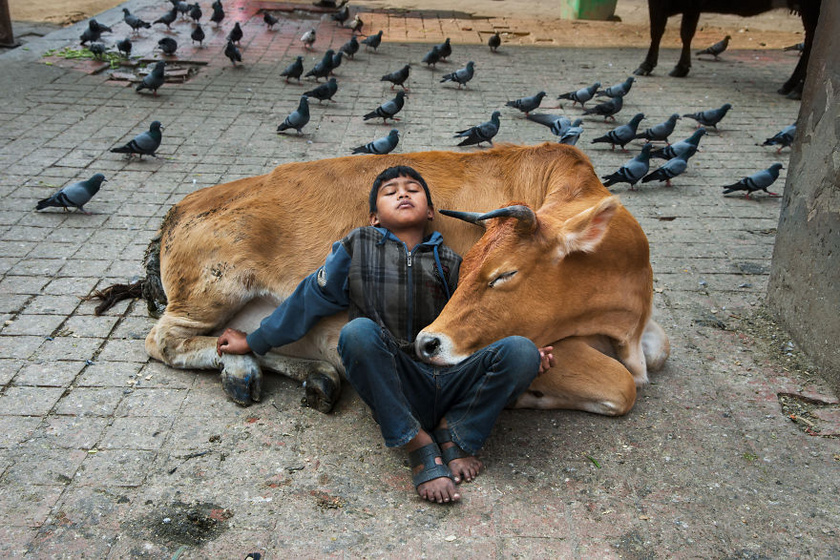 Steve McCurry képeivel az állatok előtt tiszteleg: ők ugyanis nemcsak szeretik, hanem segítik és támogatják is az embereket. A fotó Nepál fővárosában, Katmanduban készült.