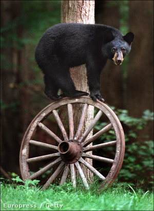 Amerikai fekete medve (Ursus americanus)