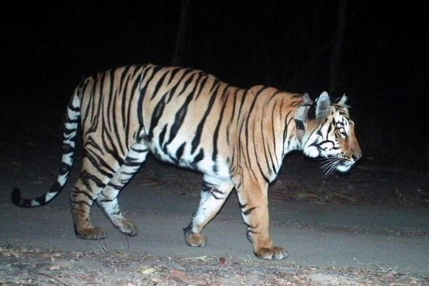 kobor-tigris