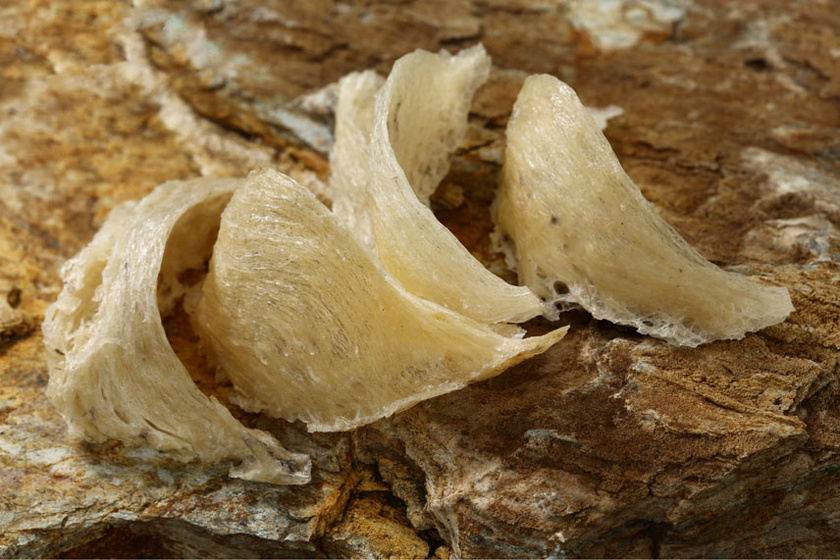 Ласточкино гнездо тайланд. Съедобные птичьи гнёзда. Гнездо ласточки саланганы. Ласточкино гнездо тайланд. Стриж саланган.