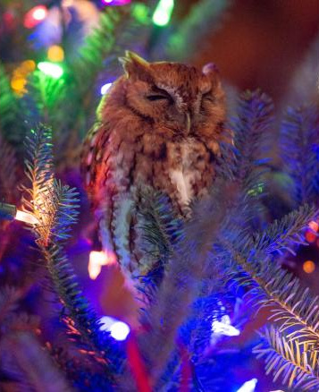 191218190947-01-christmas-tree-owl-exlarge-169